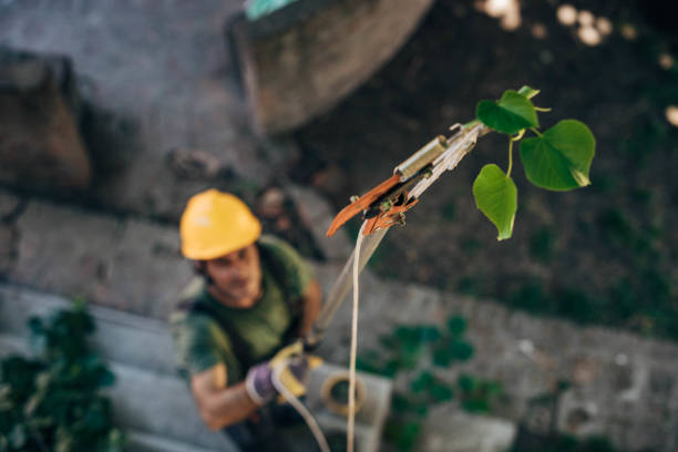 Best Storm Damage Tree Cleanup  in Theresa, WI