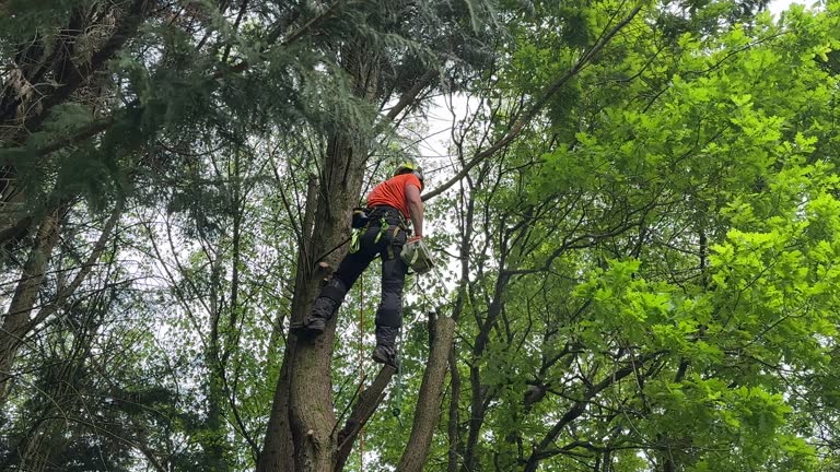 Best Palm Tree Trimming  in Theresa, WI