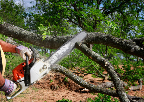 Best Tree Cabling and Bracing  in Theresa, WI